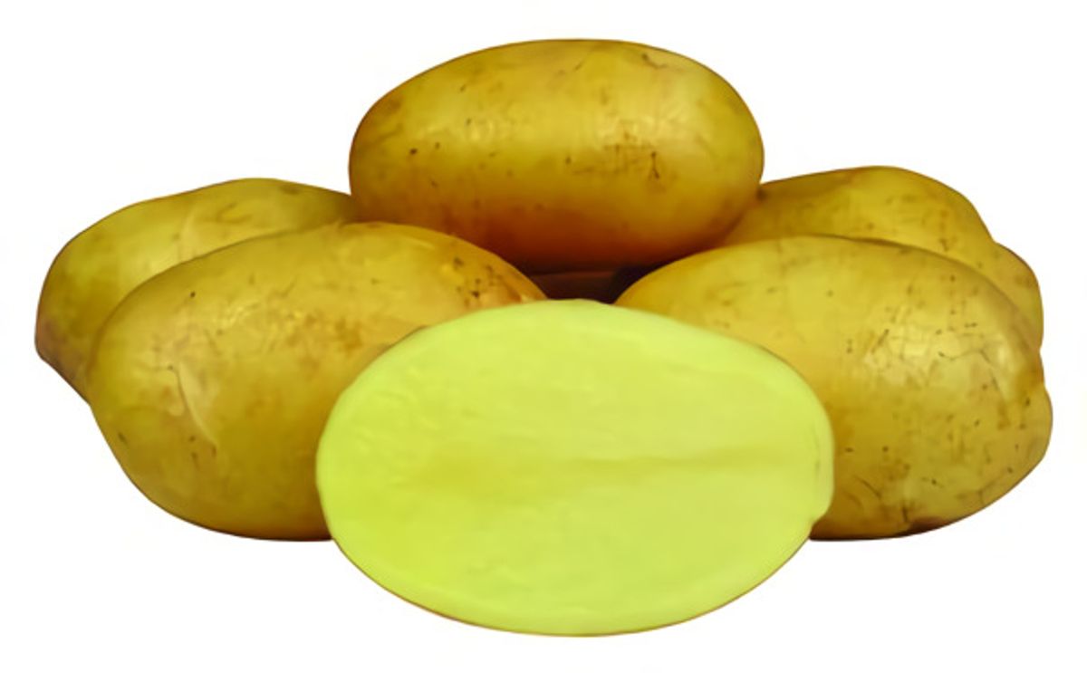 Колетте картофель характеристика отзывы