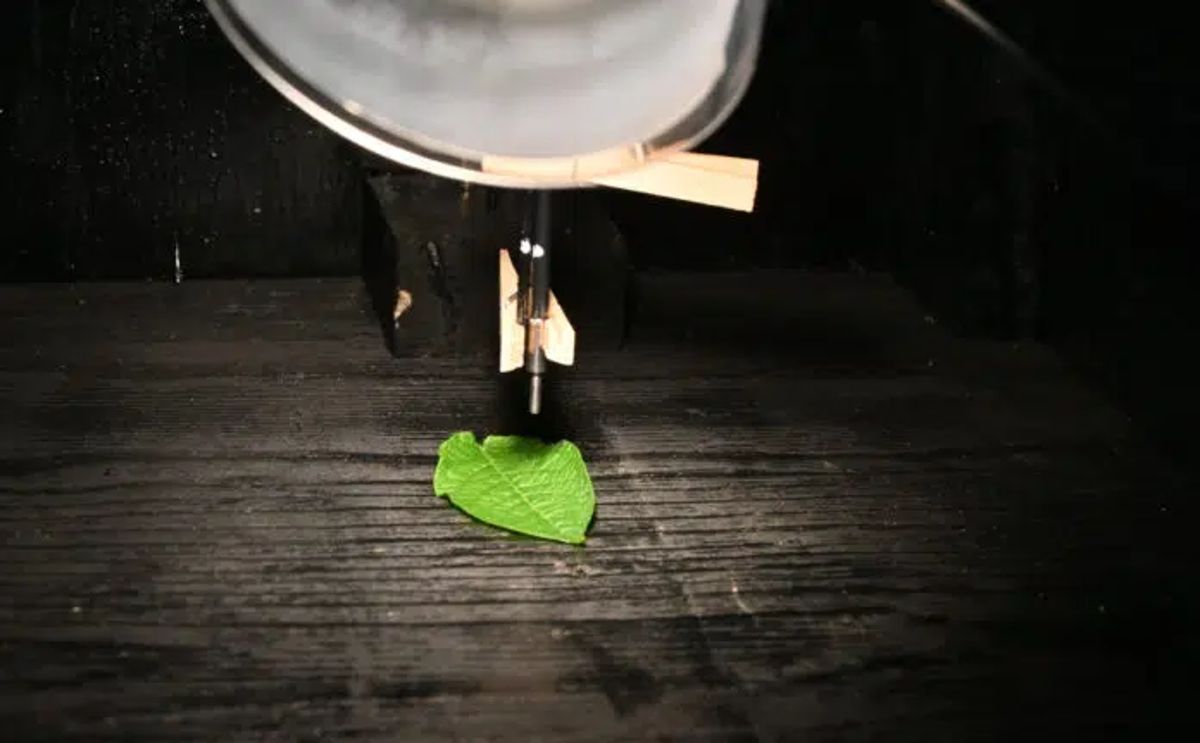 A potato leaf being analyzed by Picketa’s equipment. (Courtesy: Picketa Systems)