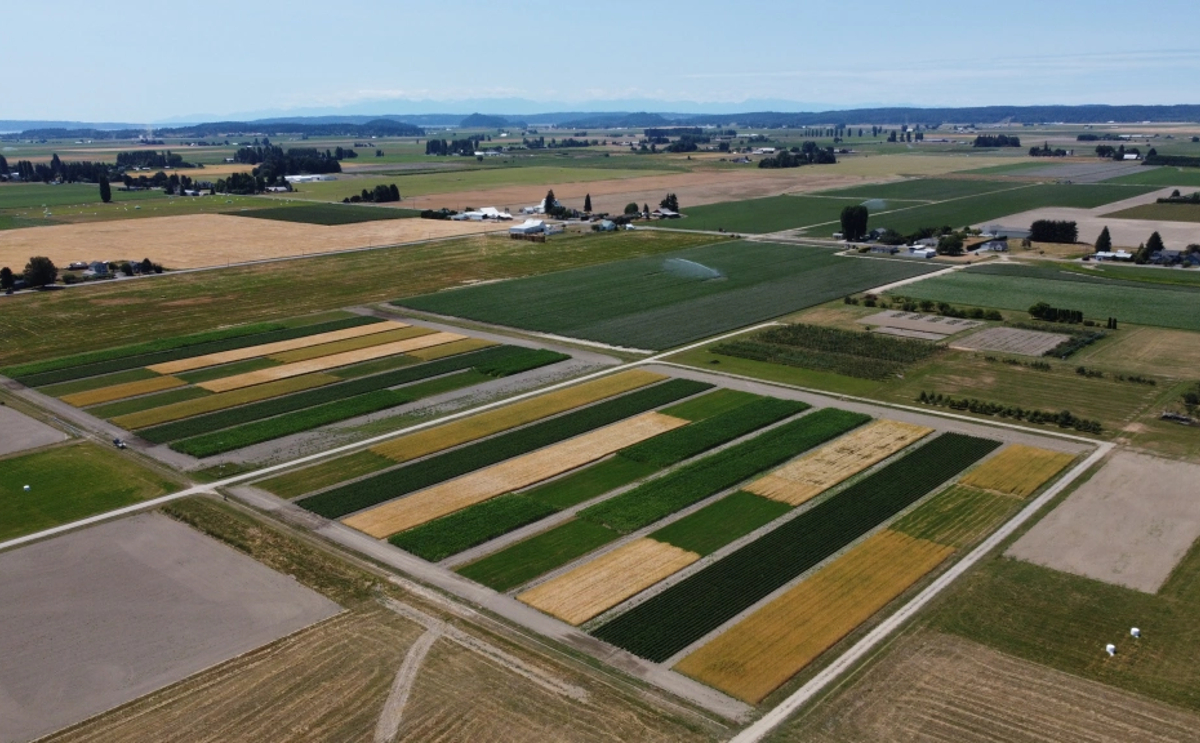 Aerial image of the long-term agricultural experiment to improve soil health in northwestern Washington’s potato-based cropping systems. The research team is looking at the feasibility and benefits of using cover crops to improve soil health. (Courtesy: Kwabena Sarpong)