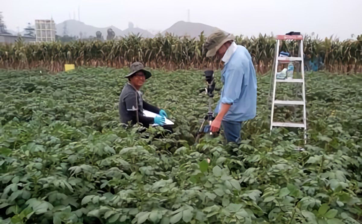 After simulating water stress on potato plants, the researchers measure the canopy temperature. Courtesy: J. Rinza/CIP