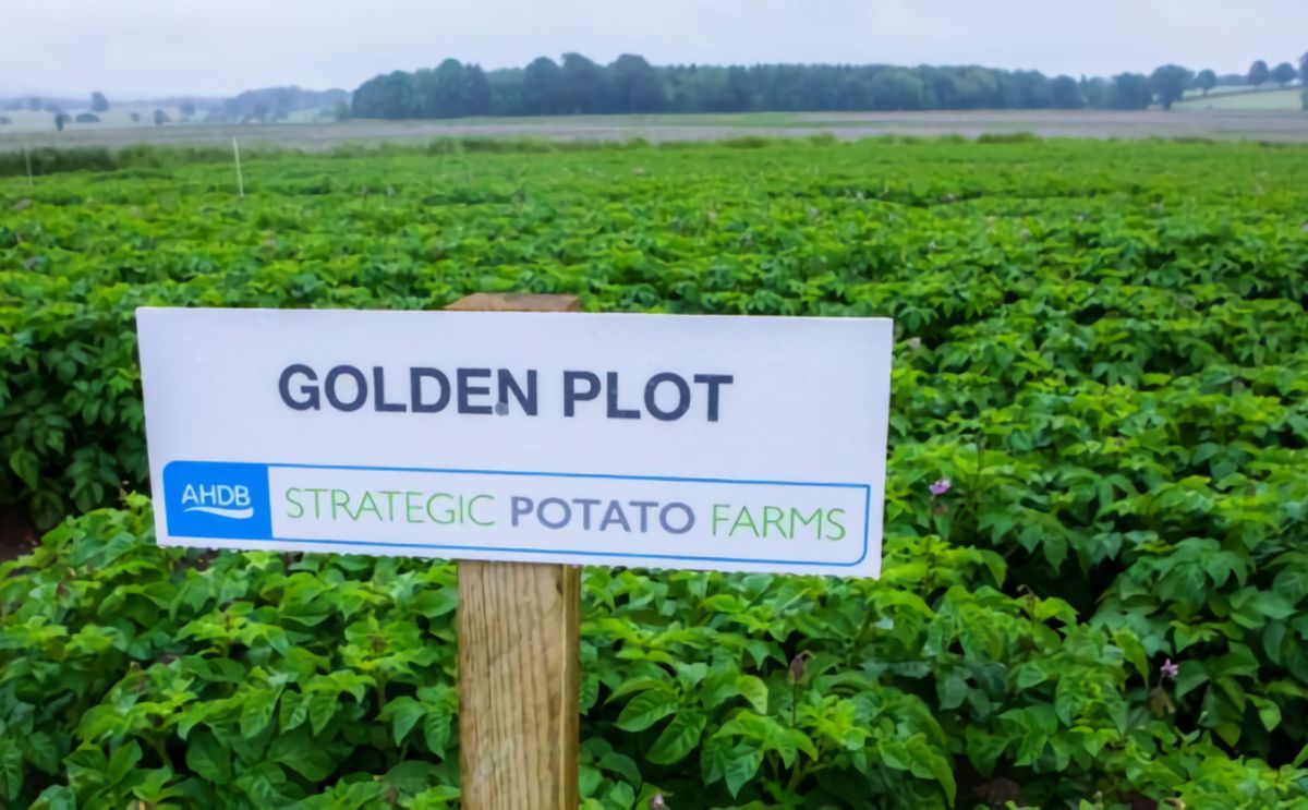 AHDB Potatoes coordinated funding for blight and aphid monitoring