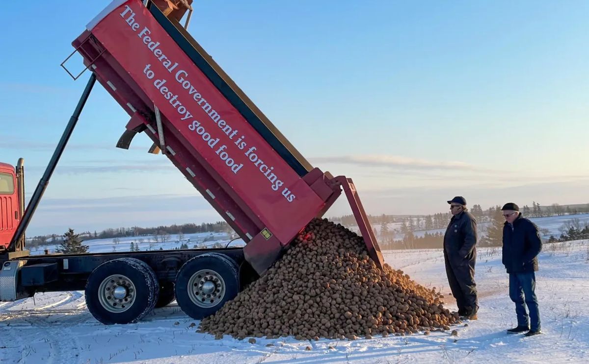 Island growers destroyed an estimated 136 million kilograms of surplus potatoes in February. Courtesy: Alex Docherty