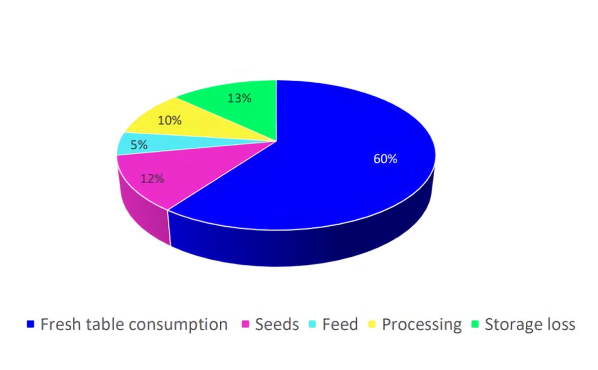 China: Estimated 2021 Fresh Potato Consumption