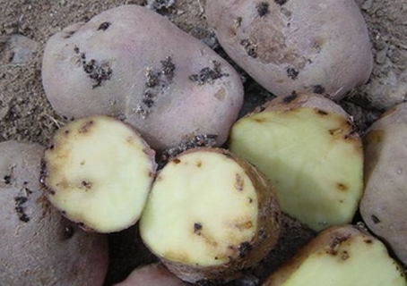 dupont potato tuber moth affected potatoes