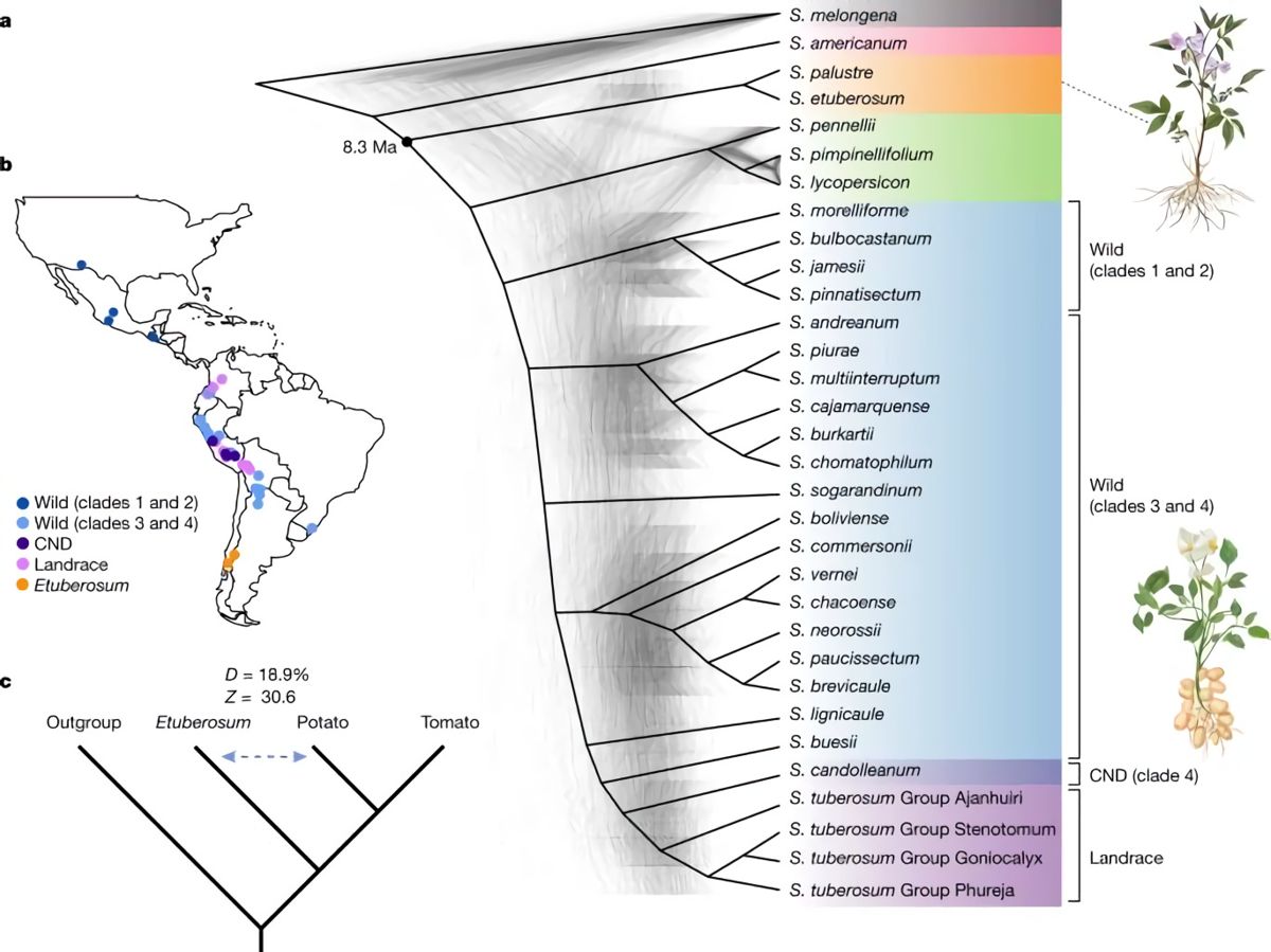 Geographical distribution and phylogeny of the Solanum genus.