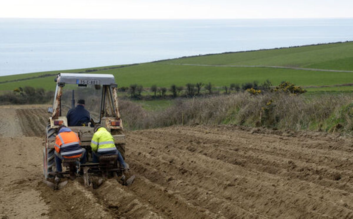 Growers in Garretstown, Co Cork, planting British queens seed potatoes last year
