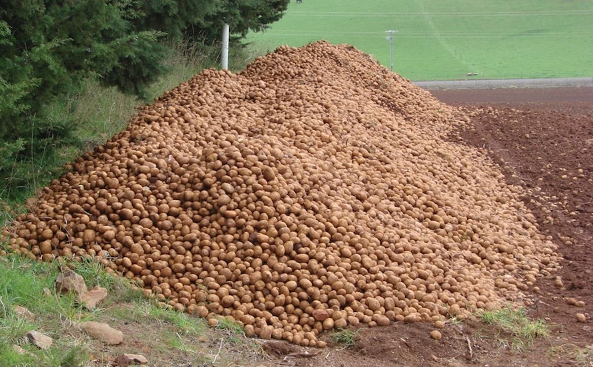 Last year's total Tasmanian potato production was 457,000 tonnes.(Courtesy: Tony Briscoe, ABC Rural)