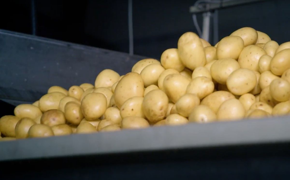 Newtec optical sorting machine for potatoes, Celox-P-UHD