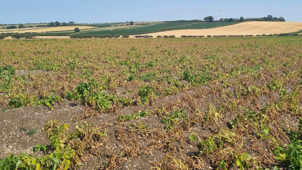 North Yorkshire farmer John Bannister says his next potato harvest looks horrendous.(Courtesy: John Bannister)
