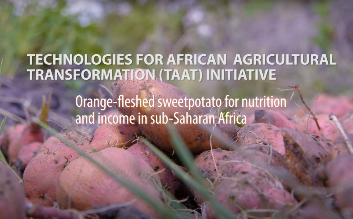 Orange-fleshed sweetpotato for nutrition and income in Africa