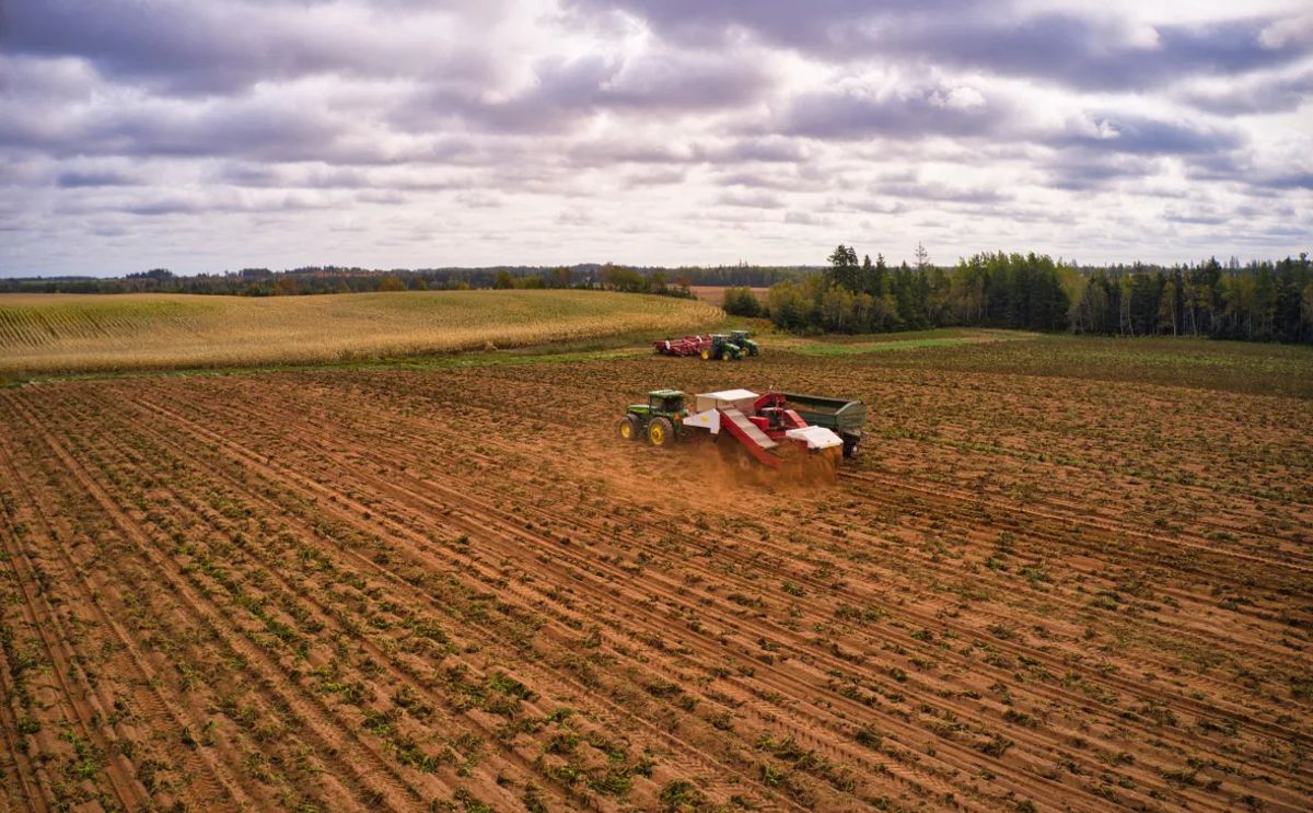 A crew harvests a field of Prince Edward Island potatoes in September 2020. This year's crop is a pleasant change from last year's drought-reduced crop. (Courtesy: Shane Hennessey/CBC)