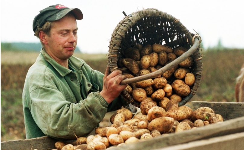 potato-farmer-809.jpg