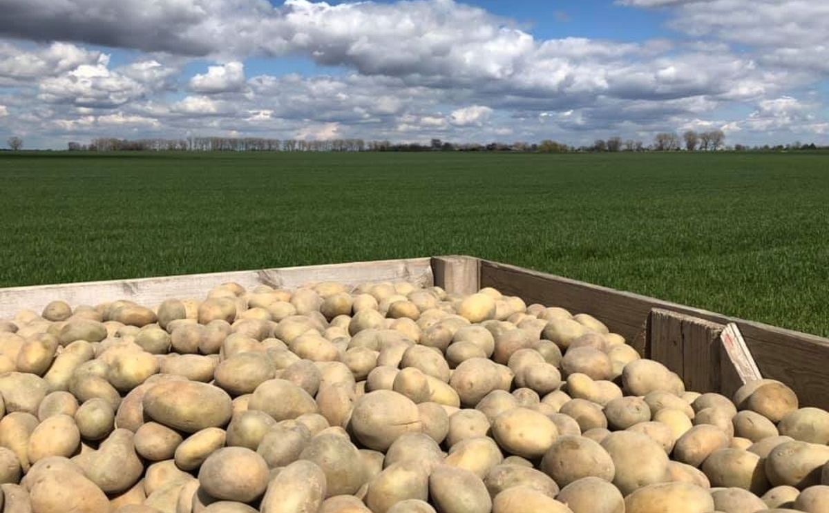 Potato field Chernigiv region Desna