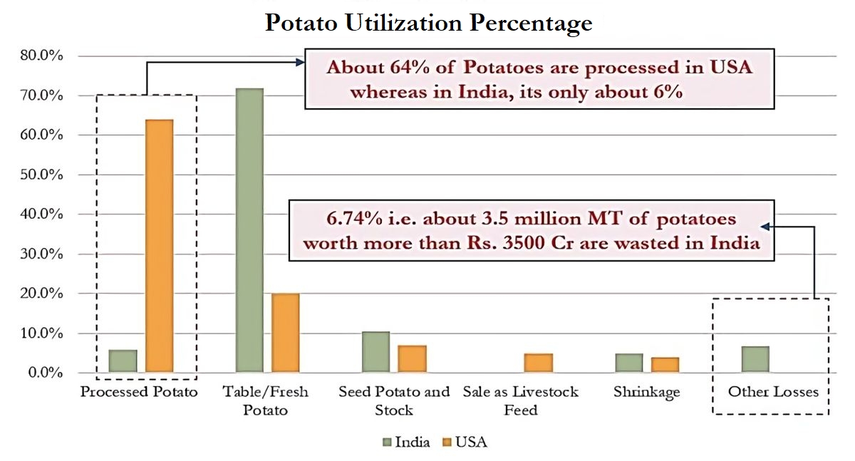 Potato utilization percentage