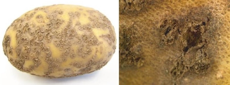 Characteristic lesions of powdery scab on cultivar Agria