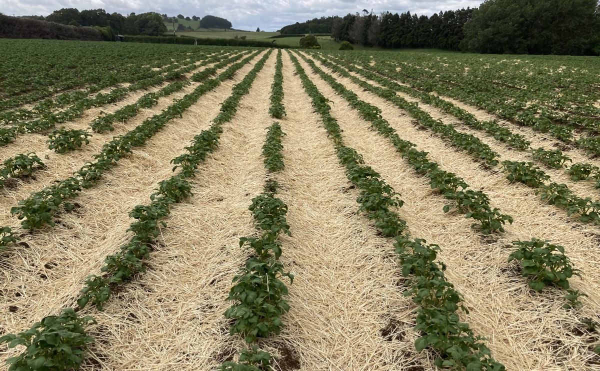Straw mulching inspired by organic methods to manage PTM