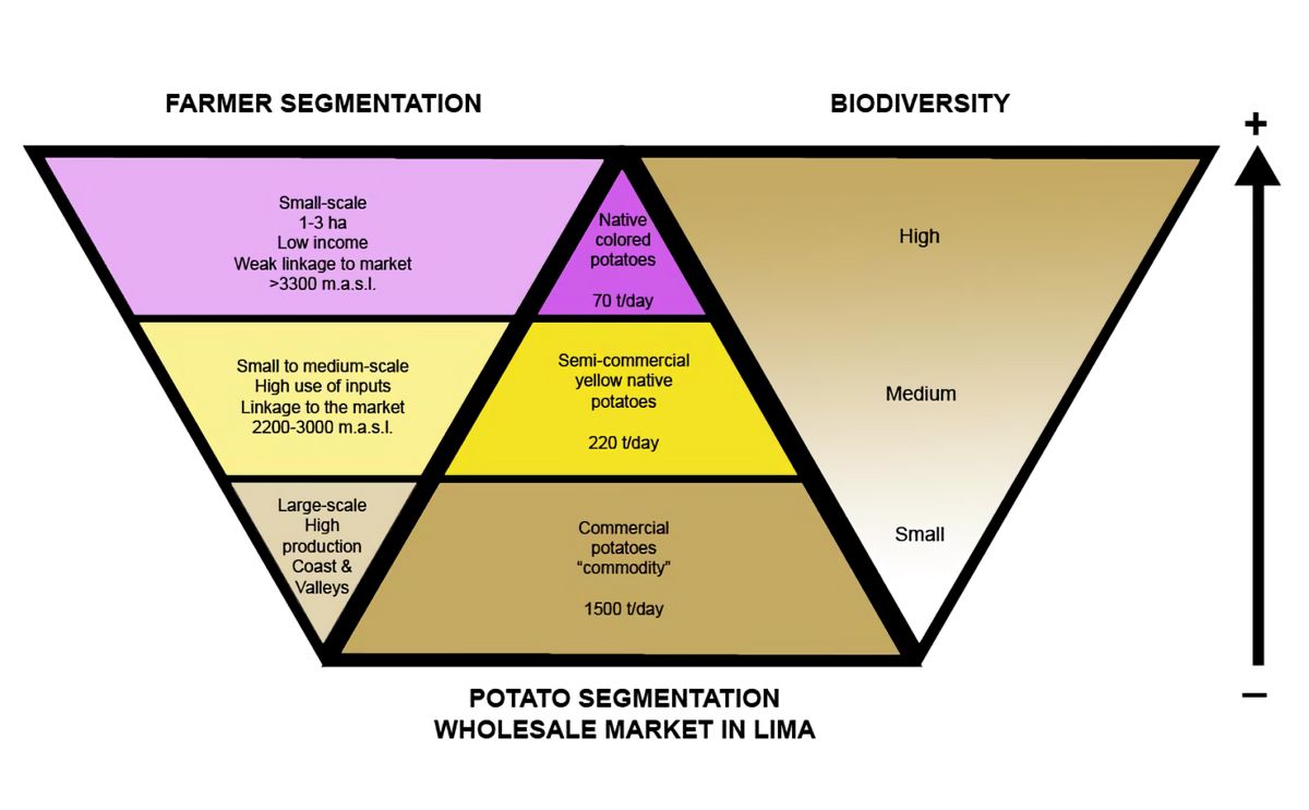 Figure 1. Segmentation of the Potato Market in Lima, Peru (Source: Based on Ordinola et al. (2011))