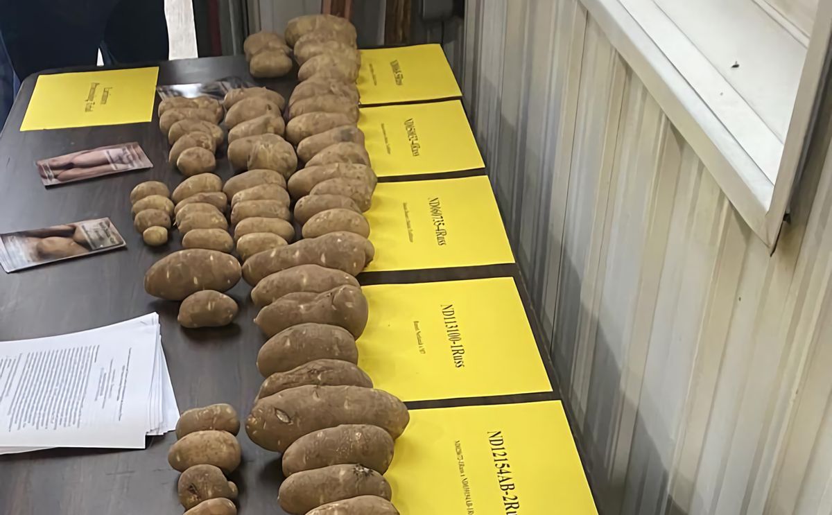 Several varieties of potatoes in many sizes line a table at the Northern Plains Potato Growers field day on Thursday, Aug. 26, at Hoverson Farms in Larimore, N.D. (Ann Bailey/Grand Forks Herald)