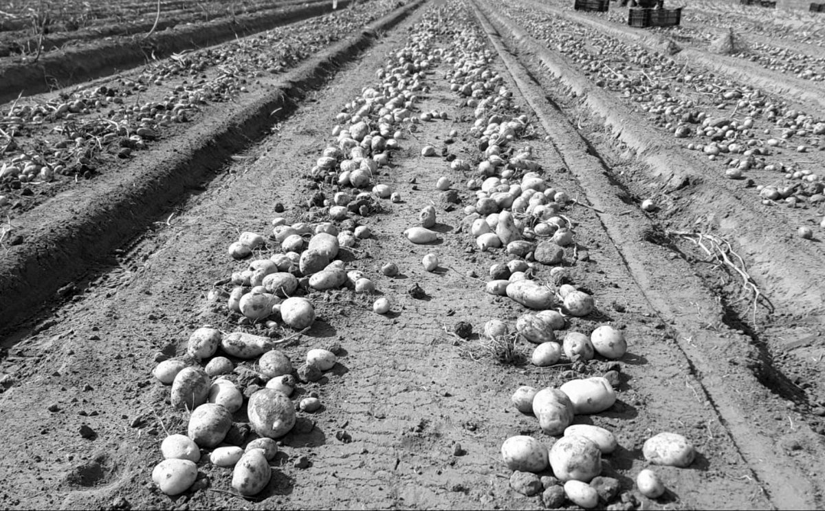 successful-true-potato-seed-mozambique-shows-3-1200.jpg