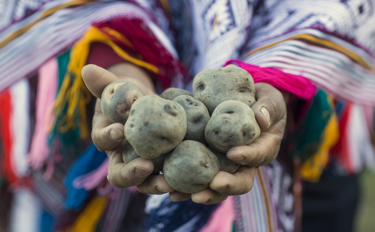 world potato congress native potatoes 1200