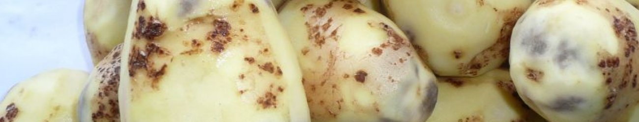 Potato Bruising