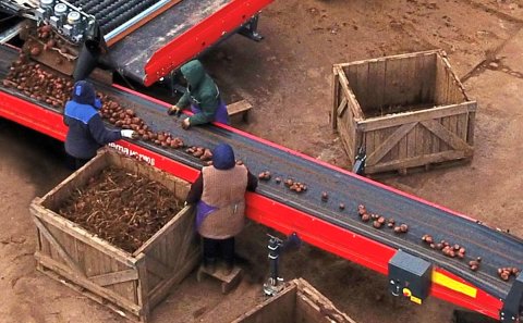 MC 80 cm wide conveyor belts